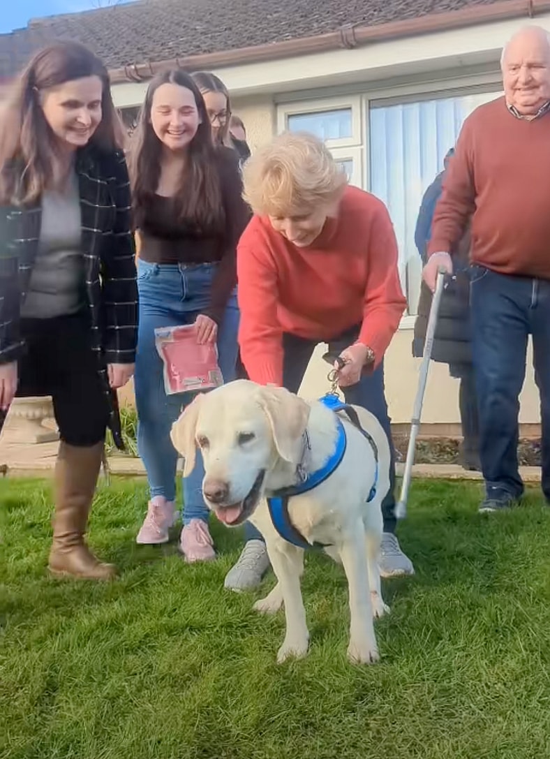 Labrador Retriever Stolen From Yard 7 Years Ago Is Finally Home—Watch the Heartwarming Reunion!